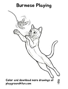 Burmese Playing