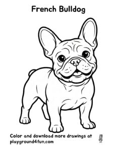 French Bulldog