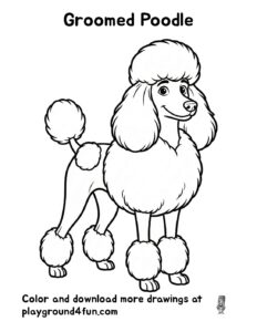 Groomed Poodle