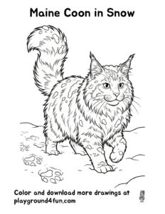 Maine Coon in Snow