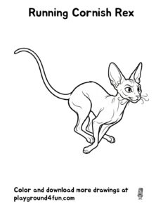 Running Cornish Rex