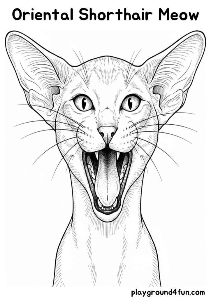 Oriental Shorthair Meow