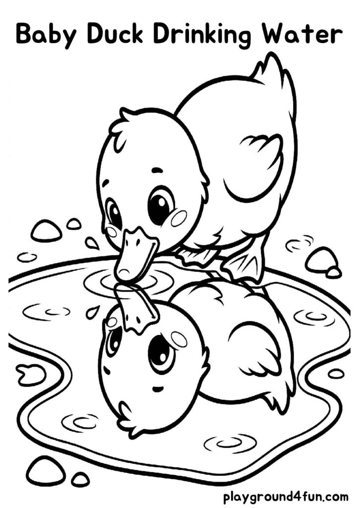 Baby Duck Drinking Water