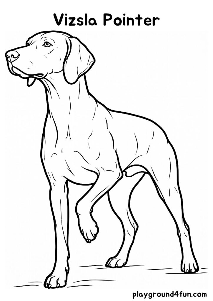 Vizsla Pointer Coloring Pages