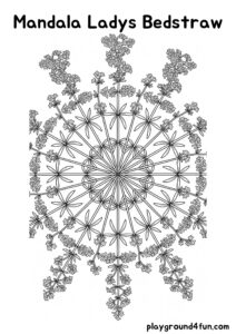 Coloring pages: Mandala Ladys Bedstraw pdf