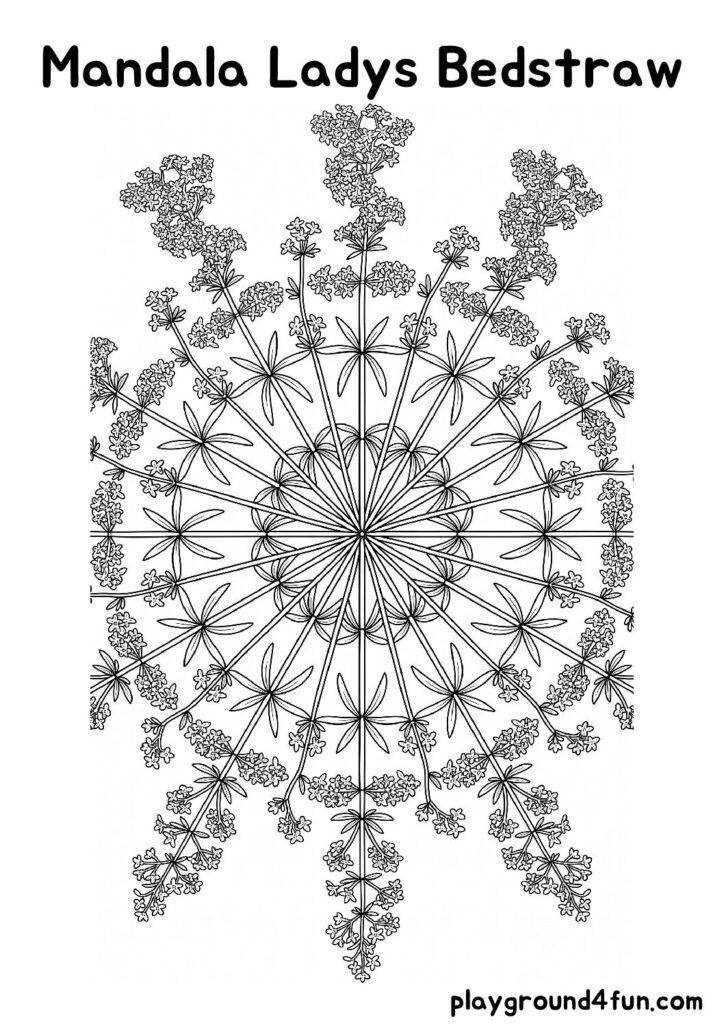 Mandala Ladys Bedstraw Coloring Pages